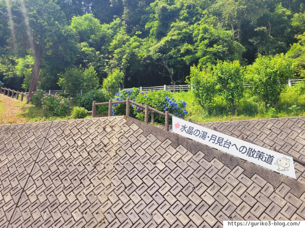 岐阜県海津市　月見の森　紫陽花