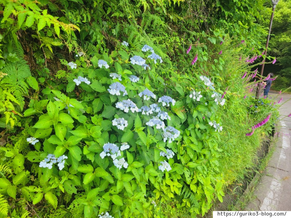 岐阜県海津市　月見の森　紫陽花