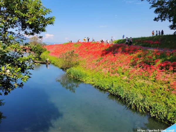 岐阜県海津市　津屋川堤防の彼岸花