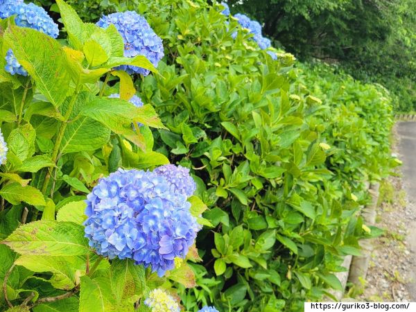 輪之内町 中将姫公園 あじさい