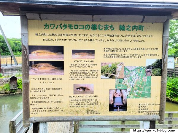 輪之内町 中将姫公園 たいしょう池