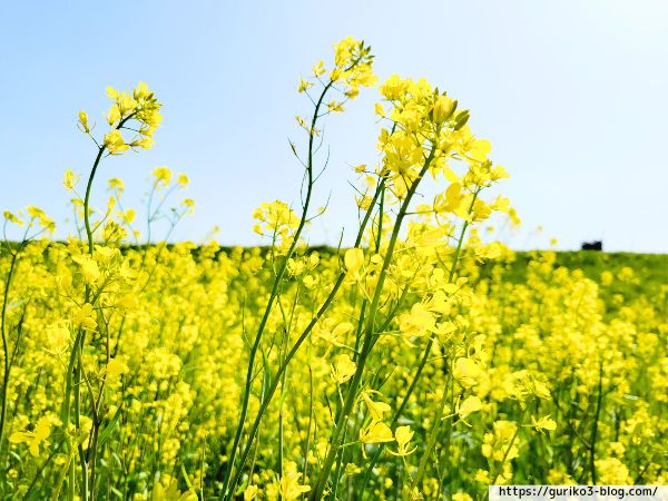 岐阜県　羽島市　桜堤サブセンター