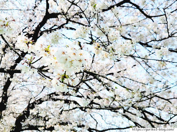 岐阜県　羽島市　桜堤サブセンター