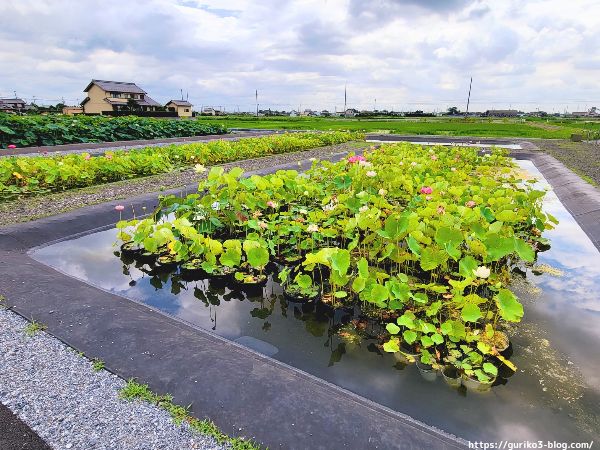 大垣市　ふづきの池