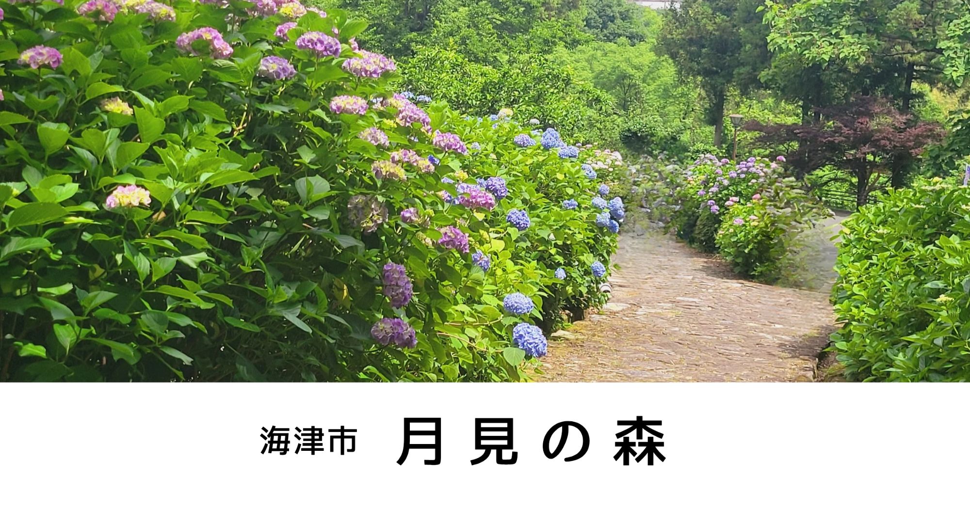 月見の森(海津市)約1,000本の紫陽花が石畳みの遊歩道を艶やかに彩る【撮影スポット】