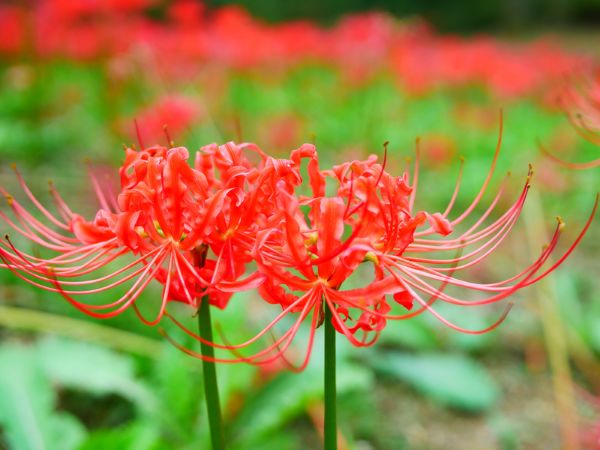 岐阜の彼岸花の名所で秋の訪れを感じに出かけよう！