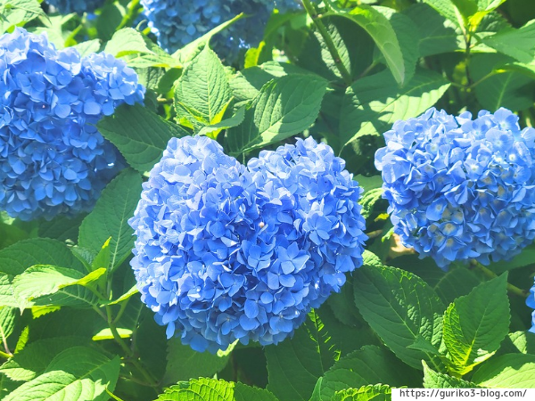 岐阜県海津市　月見の森　紫陽花