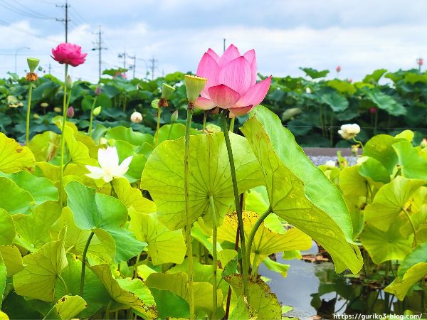 大垣市　ふづきの池