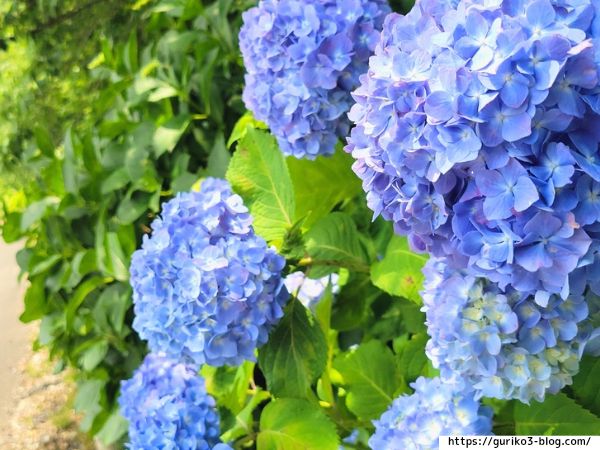 輪之内町 中将姫公園 あじさい