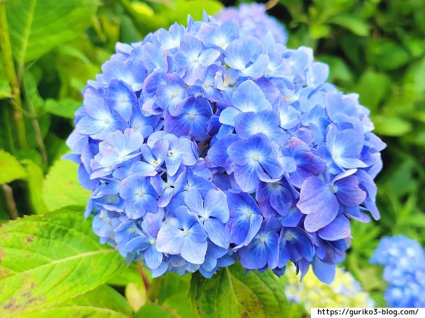 輪之内町 中将姫公園 あじさい