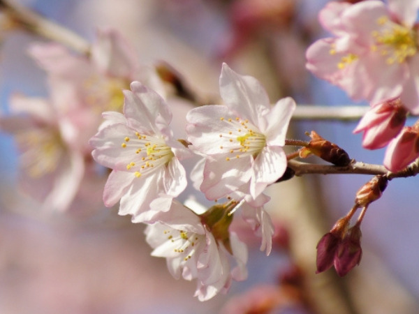 スマホでの写真撮影のコツ　桜の花をアップで撮る